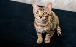 Bengal cats for sale: Bailey-TICA Bengal Girl, Excellent Genetic & Look - Image 2
