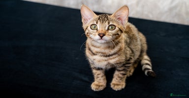 Bengal cats - Advert 13