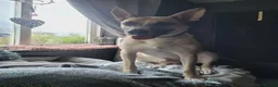 Mixed Breed dogs for adoption: COOPER - 2 Years Old, Mixed Breed Boy  - Advert 12