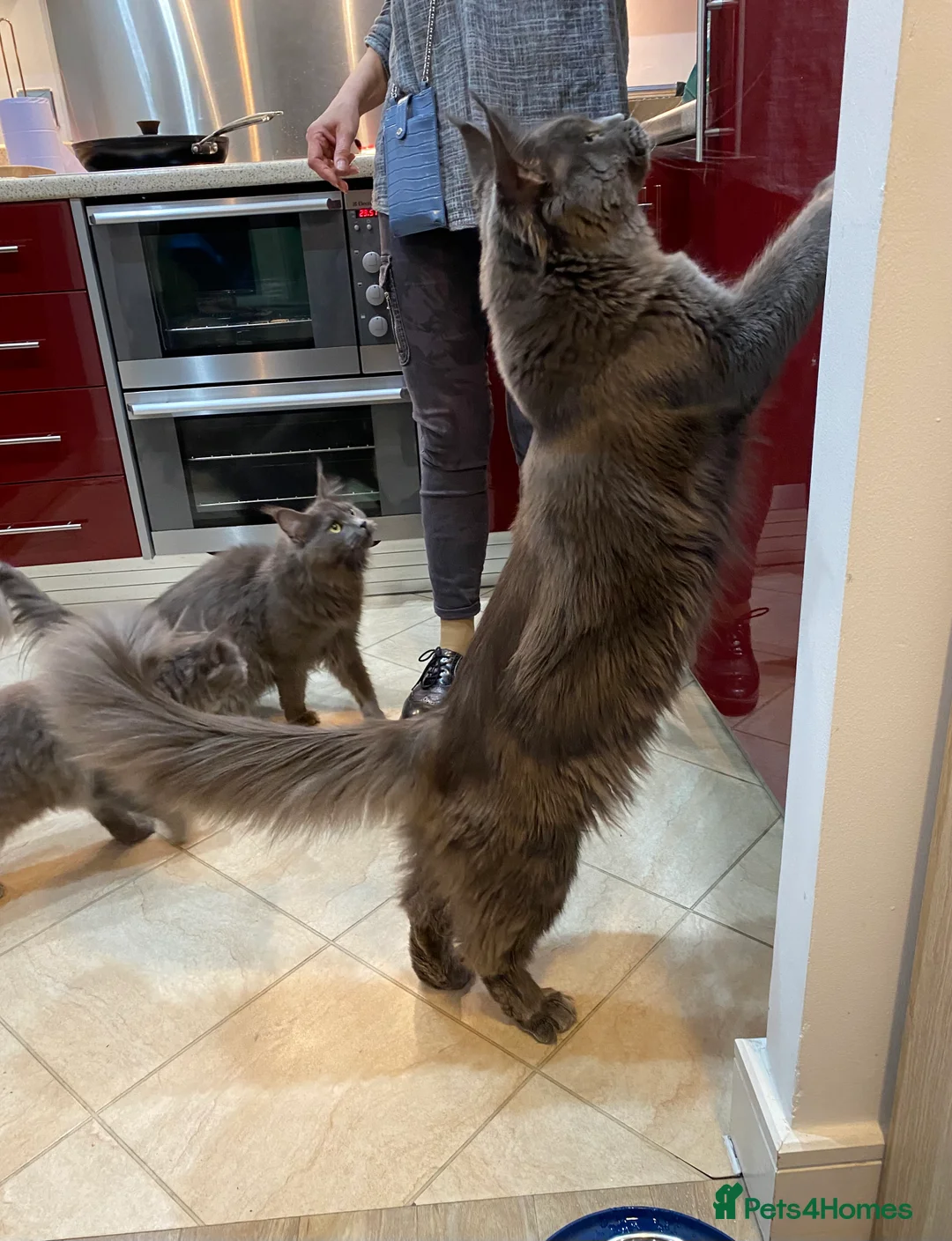 Maine Coon cats for stud: SOLID*BLUE*MAINE*COON*Russian*🇷🇺*Line*for STUD. in London - Advert 3