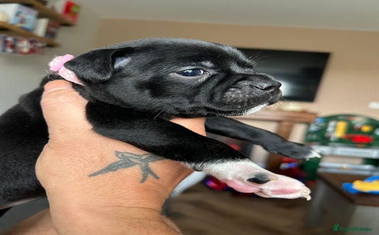Staffordshire Bull Terrier dogs - Advert 1