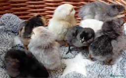 Chickens poultry for sale: Sweet Little Barbu d’Anvers Chicks Now Available - Image 7