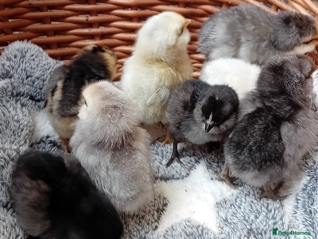 Chickens poultry for sale: Sweet Little Barbu d’Anvers Chicks Now Available - Image 7