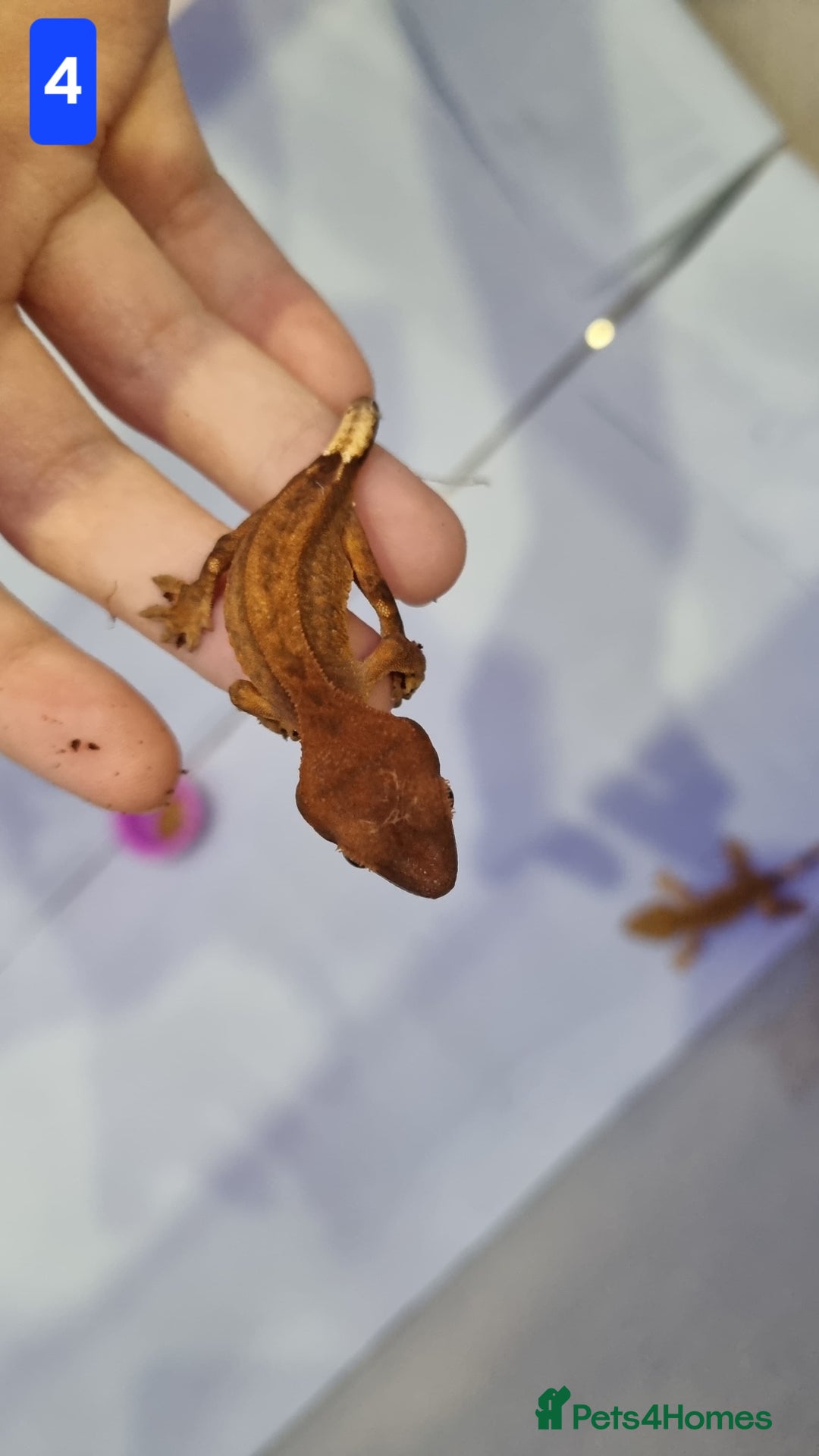 Gecko reptiles for sale: Baby crested geckos - Advert 5