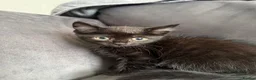 Domestic Shorthair cats for sale: Beautiful domestic shorthair kittens for sale in Plymouth - Advert 1