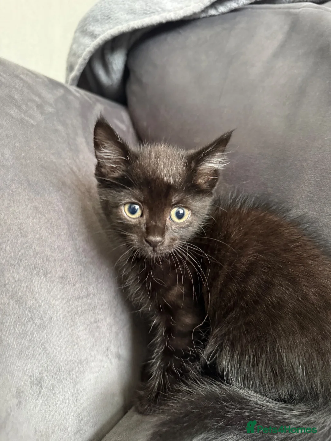 Domestic Shorthair cats for sale: Beautiful domestic shorthair kittens for sale in Plymouth - Advert 1