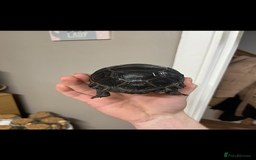 Tortoise reptiles for sale: aldabra tortoise Stunning example - Image 4