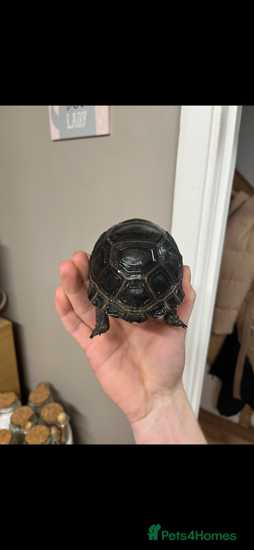 Tortoise reptiles for sale: aldabra tortoise Stunning example - Image 4