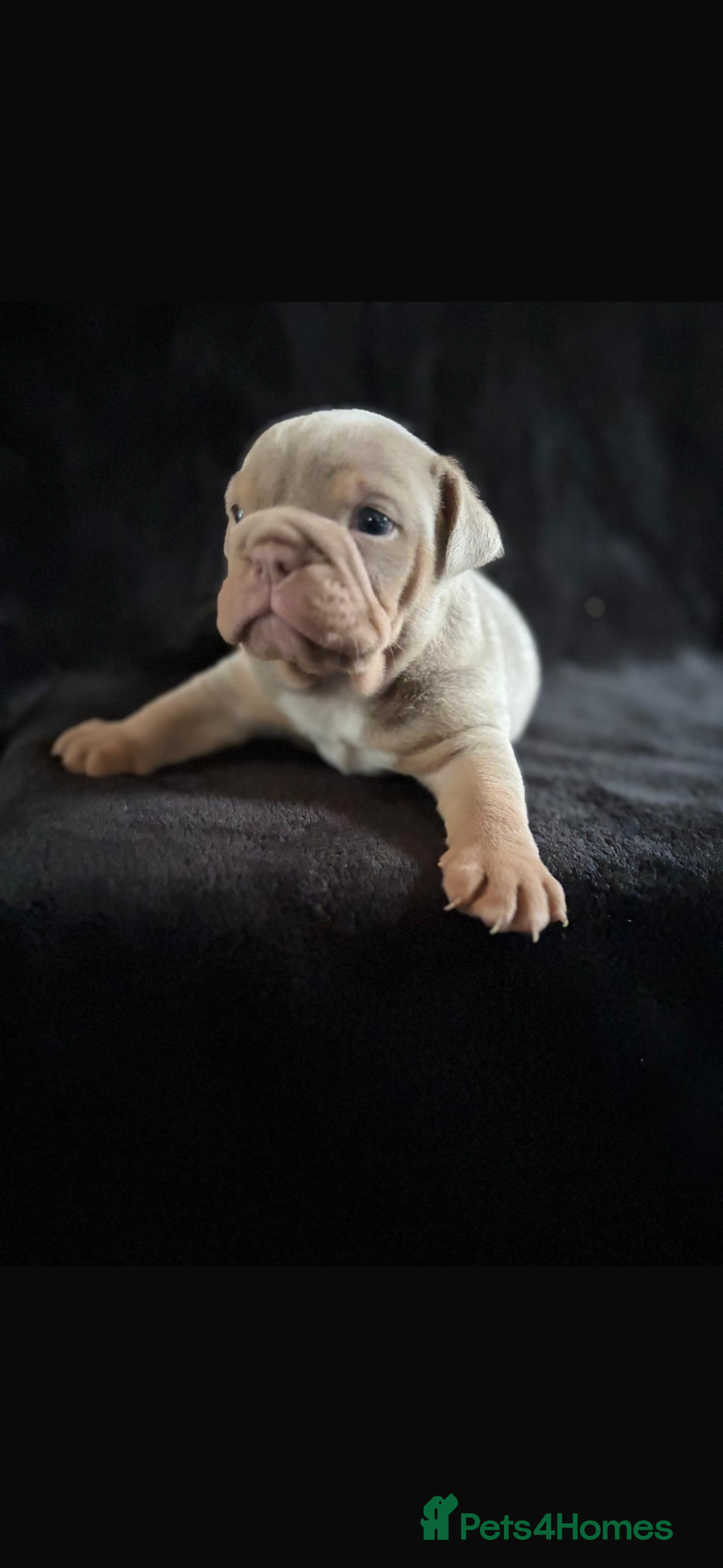 English Bulldog dogs for sale: 2 English bulldog 'lilac' puppies READY 8TH DEC 25 - Advert 40