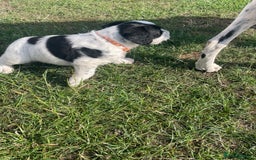 Mixed Breed dogs for sale: Rare Dalmadoodle puppies 🐶 🩷  - Image 28