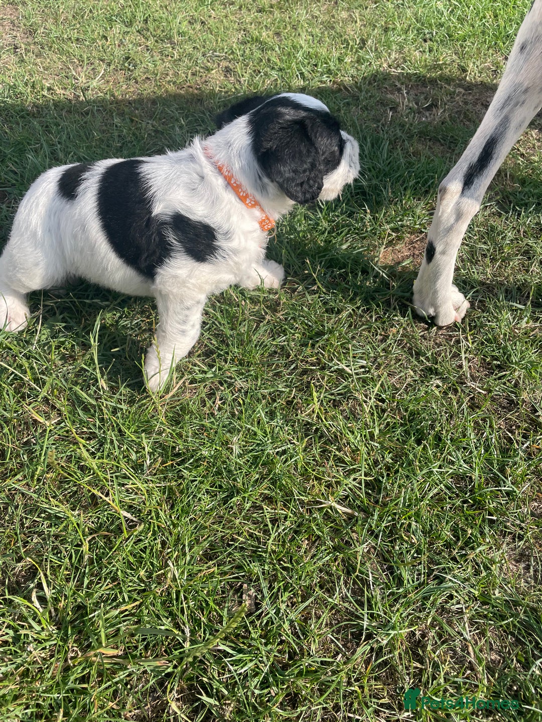 Mixed Breed dogs for sale: Rare Dalmadoodle puppies 🐶 🩷  - Image 28