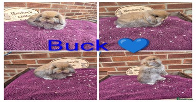 Mini Lop rabbits - Advert 3