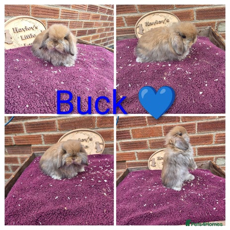 Mini Lop rabbits - Advert 9