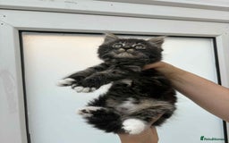 Mixed Breed cats for sale: Maine coon xxx - Image 23
