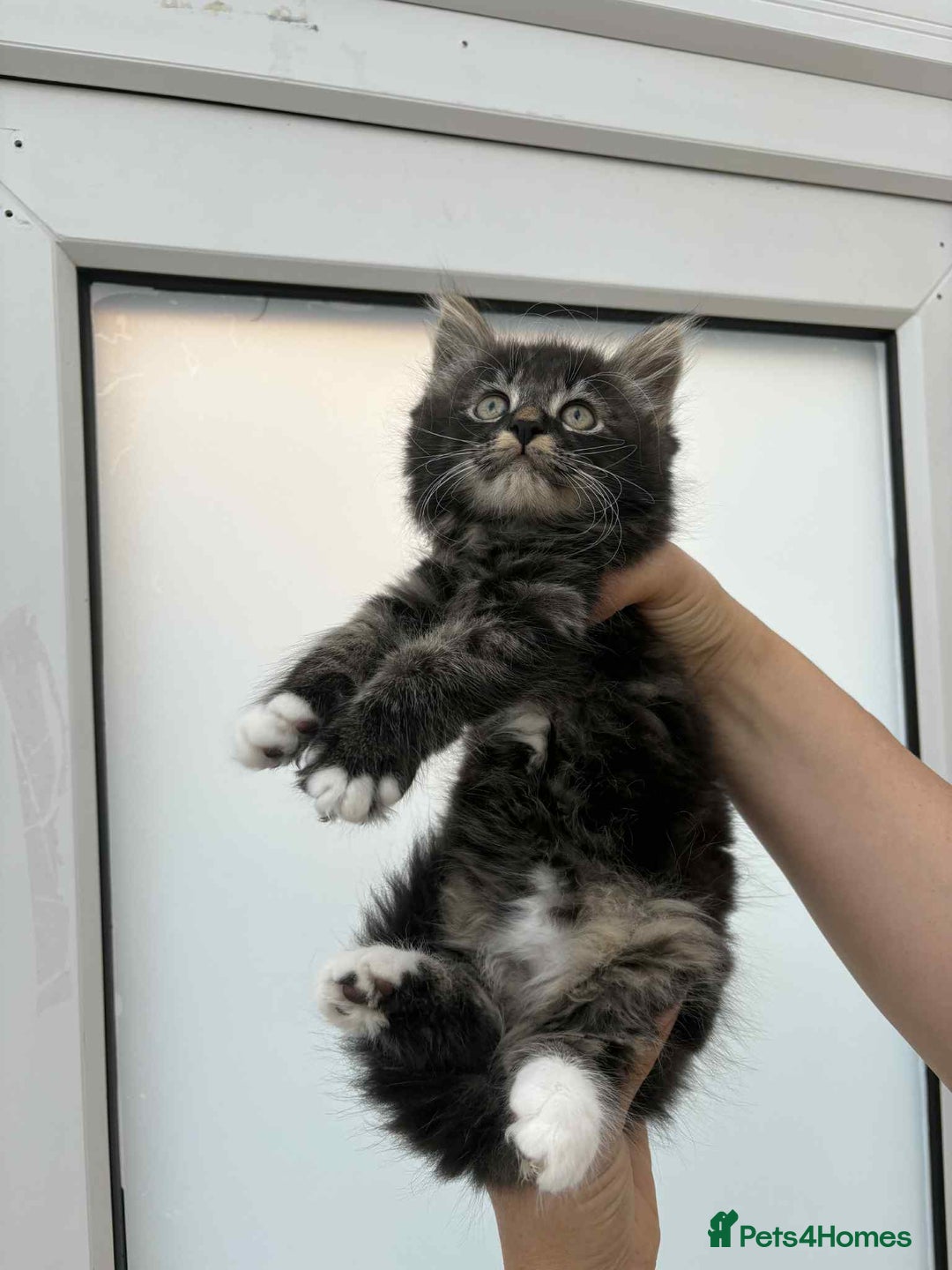 Mixed Breed cats for sale: Maine coon xxx - Image 23