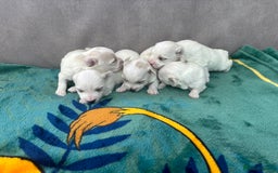 Maltese dogs for sale: Beautiful Maltese puppies for sale - Image 7
