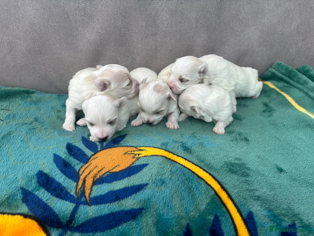 Maltese dogs for sale: Beautiful Maltese puppies for sale - Image 7