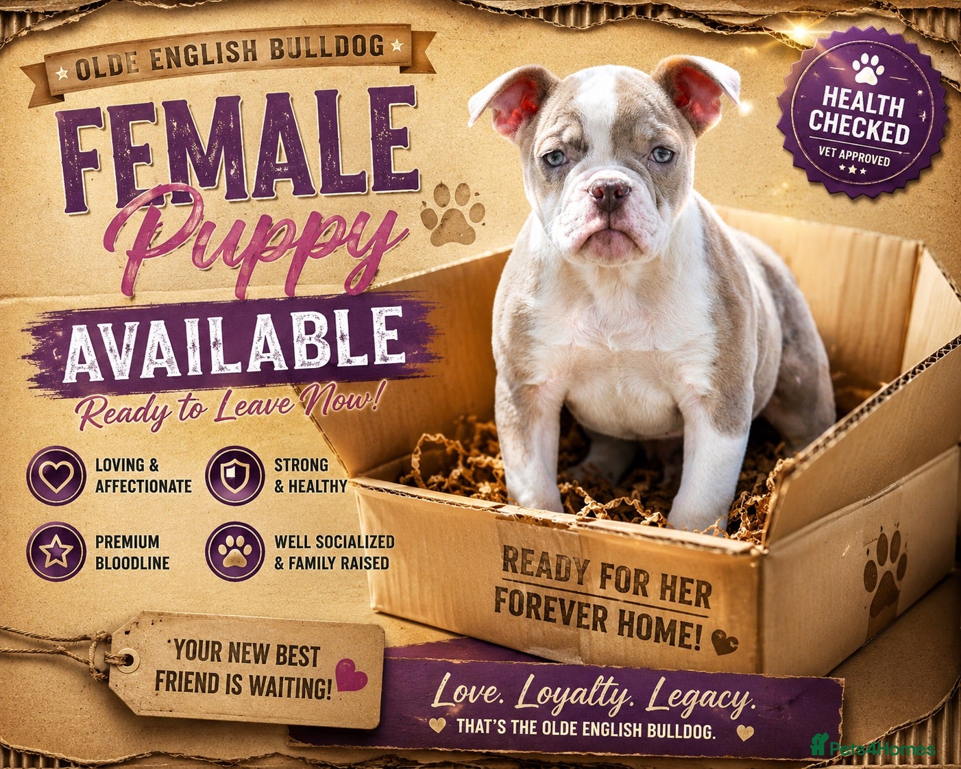 Olde English Bulldogge dogs 23❤️YEARS❤️5⭐️RATED❤️LICENSED❤️PROFESSIONALS❤️ - Advert 9