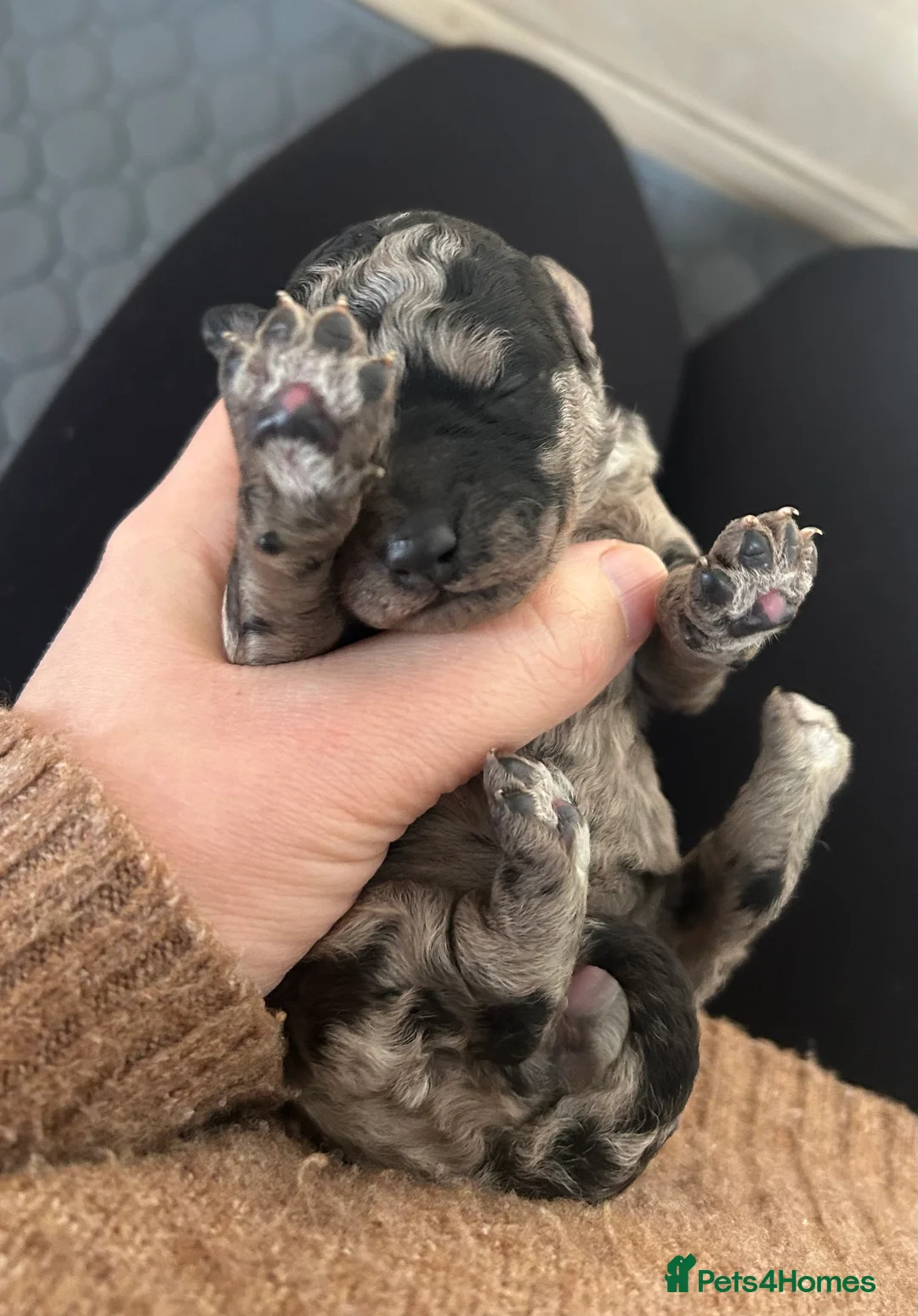 Goldendoodle dogs for sale: Stunning Goldendoodle Pups - Advert 3