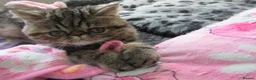Exotic cats for sale:  Beautiful Exotic female kittens Ready now - Advert 27