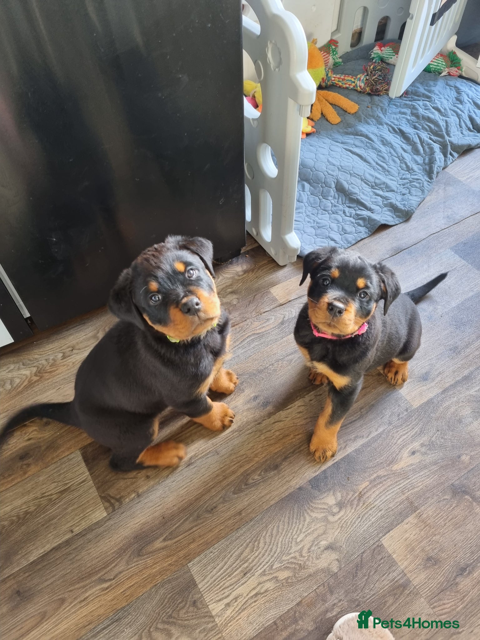 Rottweiler dogs Kc registered rottweiler pups - Advert 1