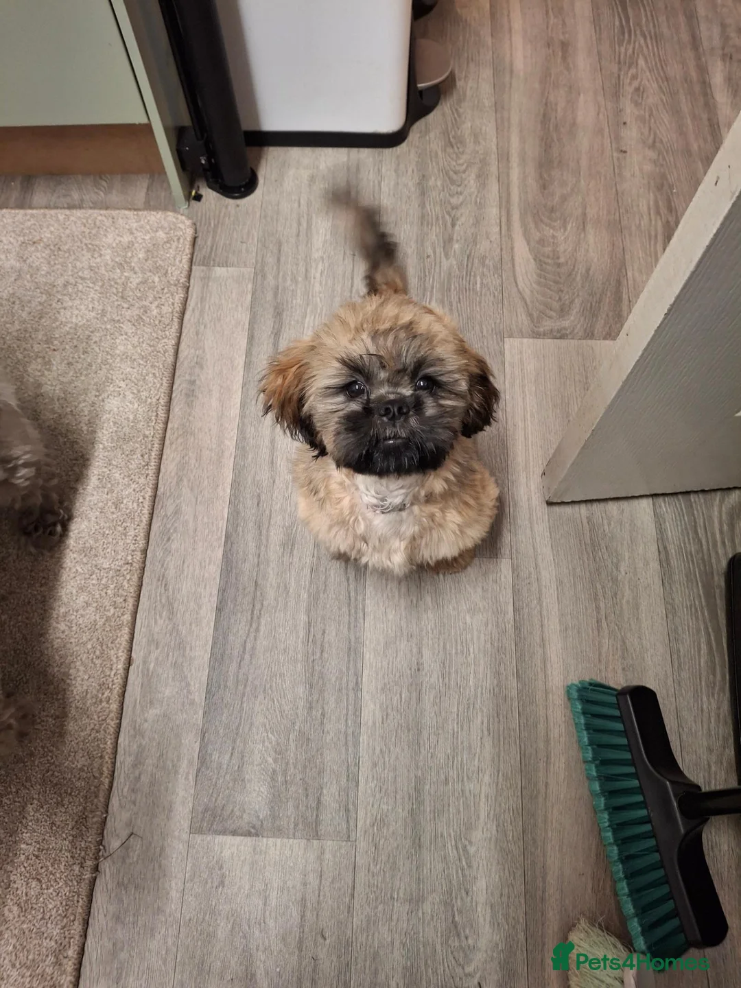 Shih Tzu dogs for sale: Shih tzu  - Advert 4