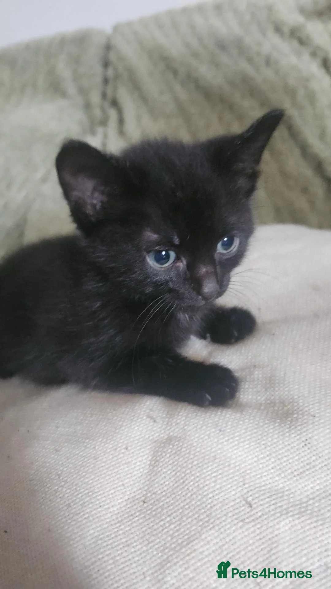 Mixed Breed cats for sale: Beautiful male kittens - Advert 4