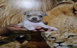 Chihuahua dogs for sale: Gorgeous Chihuahua Puppies Looking 4 Forever Homes - Image 29
