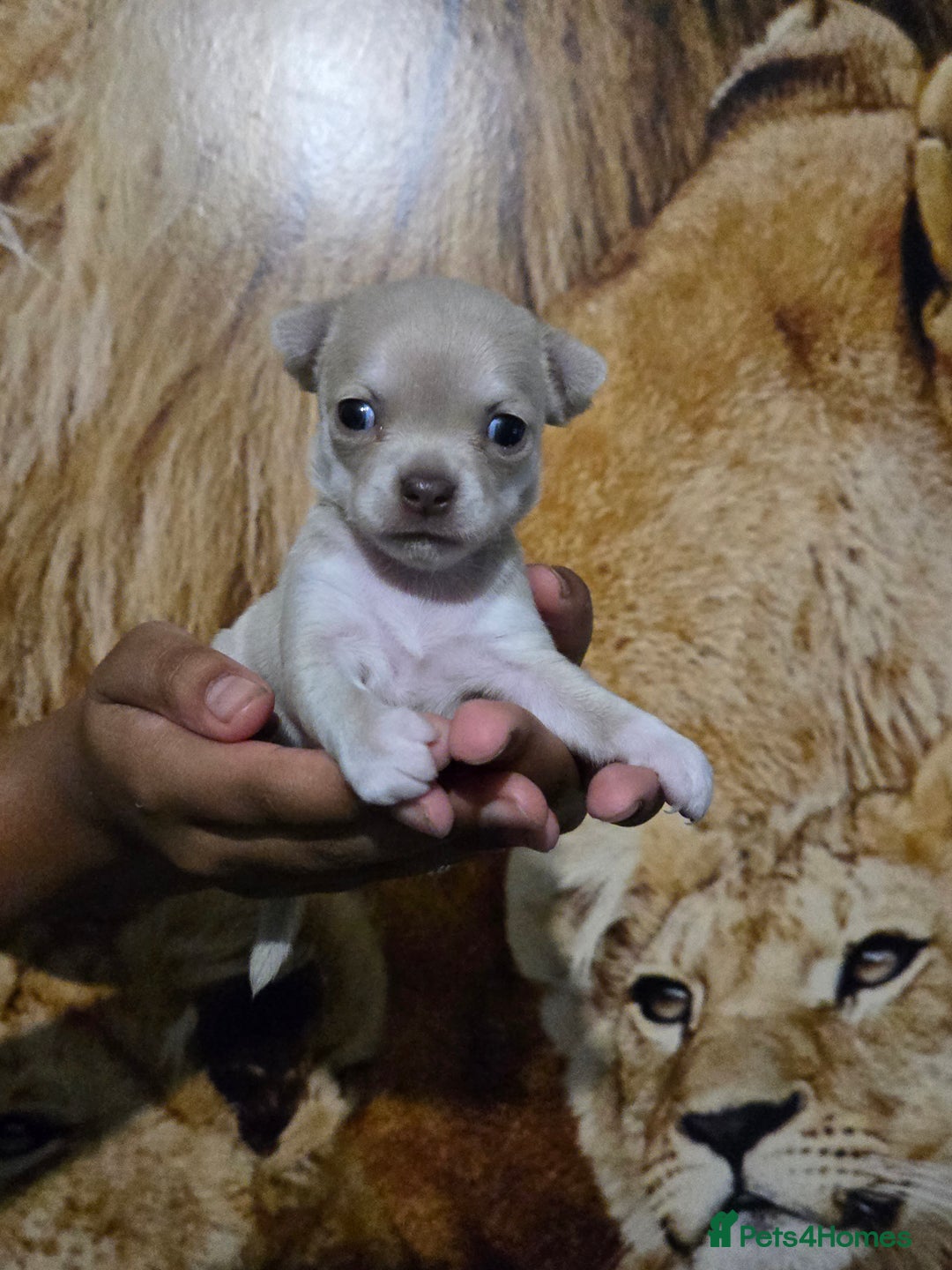 Chihuahua dogs for sale: Gorgeous Chihuahua Puppies Looking 4 Forever Homes - Image 29