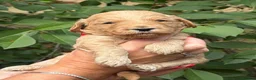Labradoodle dogs for sale: 🐾 Labradoodle Puppies – Boys & Girls Available 🐾 - Advert 9