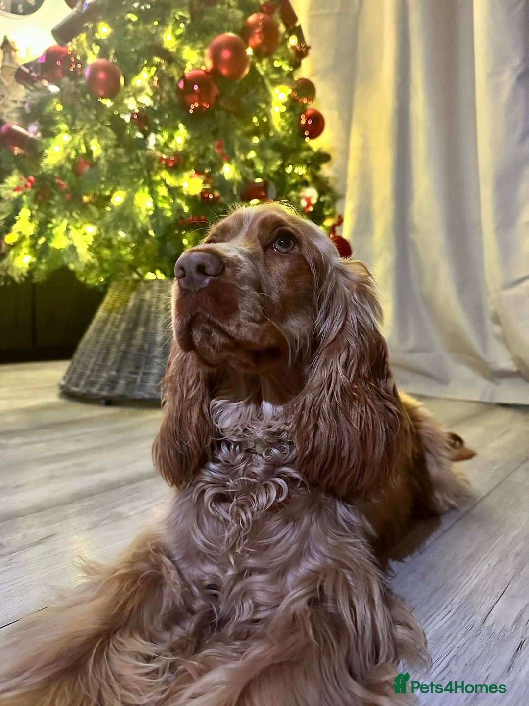 Cocker Spaniel dogs for sale: KC cocker spaniel for rehome  - Advert 8