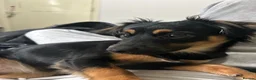 Mixed Breed dogs for sale: Rottweiler x collie  in Derby - Advert 3