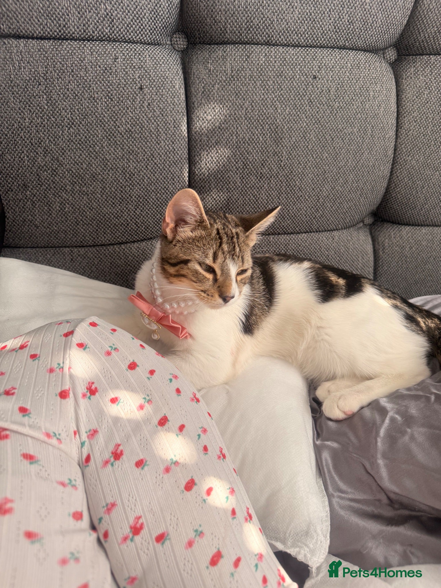 Domestic Shorthair cats 💖Meet Cookie-Dior, looking for His Forever Home🏡 - Advert 7