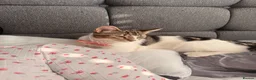 Domestic Shorthair cats for sale: 💖Meet Cookie-Dior, looking for His Forever Home🏡 in Birmingham - Advert 1