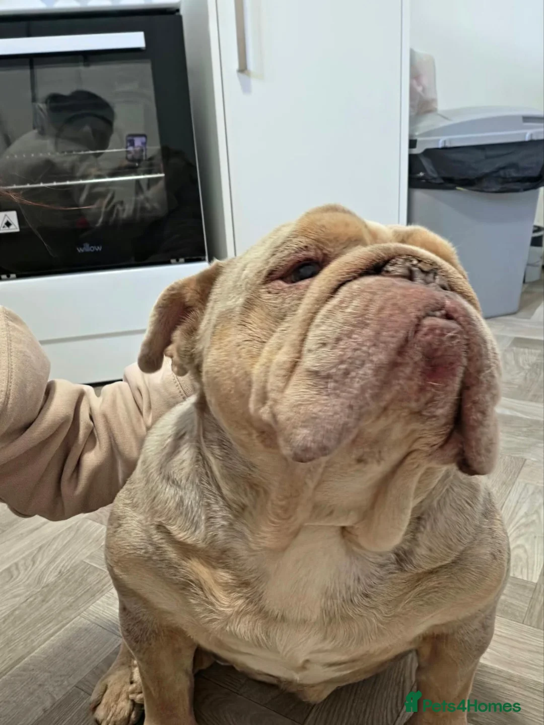 English Bulldog dogs for sale: Rolo beautiful and dopey - Advert 2