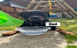 Rottweiler dogs for sale: Rottweiler puppies  - Image 10