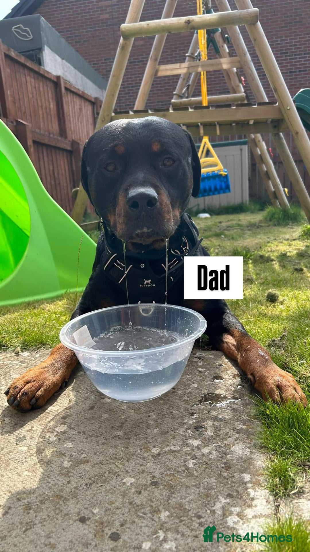 Rottweiler dogs for sale: Rottweiler puppies  - Image 10