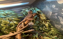 Chameleon reptiles for sale: Mountain horned dragon - Image 3