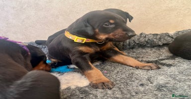 Dobermann dogs - Advert 10