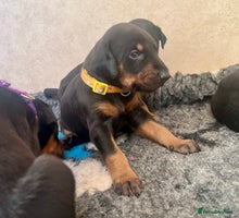 Dobermann dogs - Advert 2