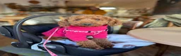Miniature Poodle dogs for sale: Beautiful Miniature Poodle Female  - Advert 19