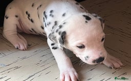 Dalmatian dogs for sale: Dalmatian puppies - Image 3