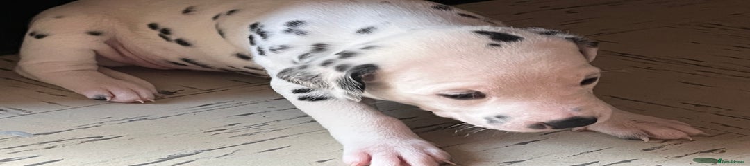 Dalmatian Puppy 3