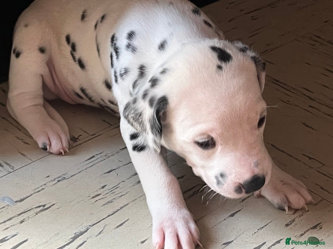 Dalmatian dogs for sale: Dalmatian puppies - Image 3