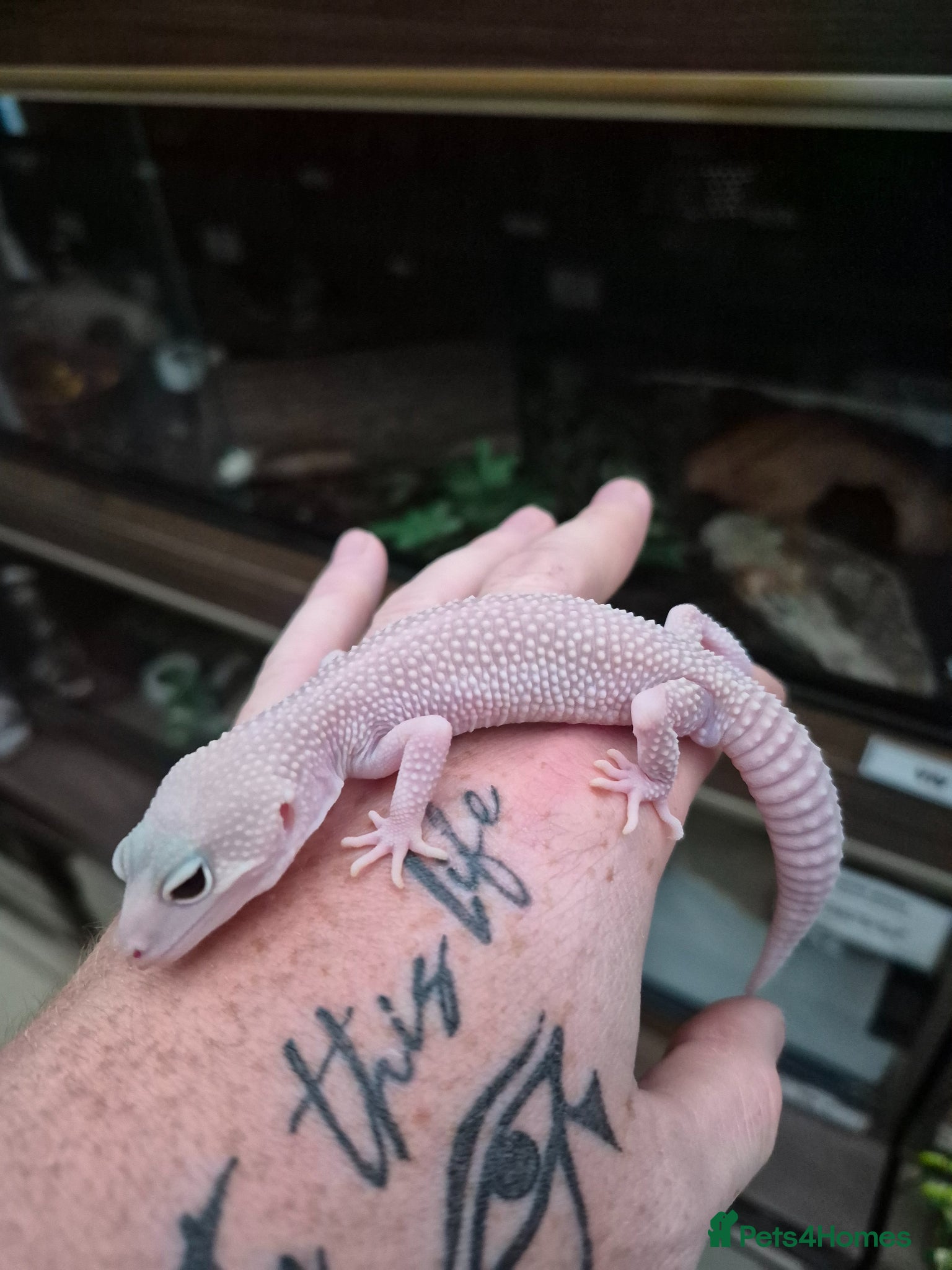Leopard Gecko reptiles Various leopard geckos - Advert 2