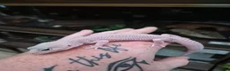 Leopard Gecko reptiles for sale: Various leopard geckos - Advert 15