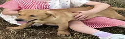 Labrador Retriever dogs for sale: Working Labrador  - Advert 1