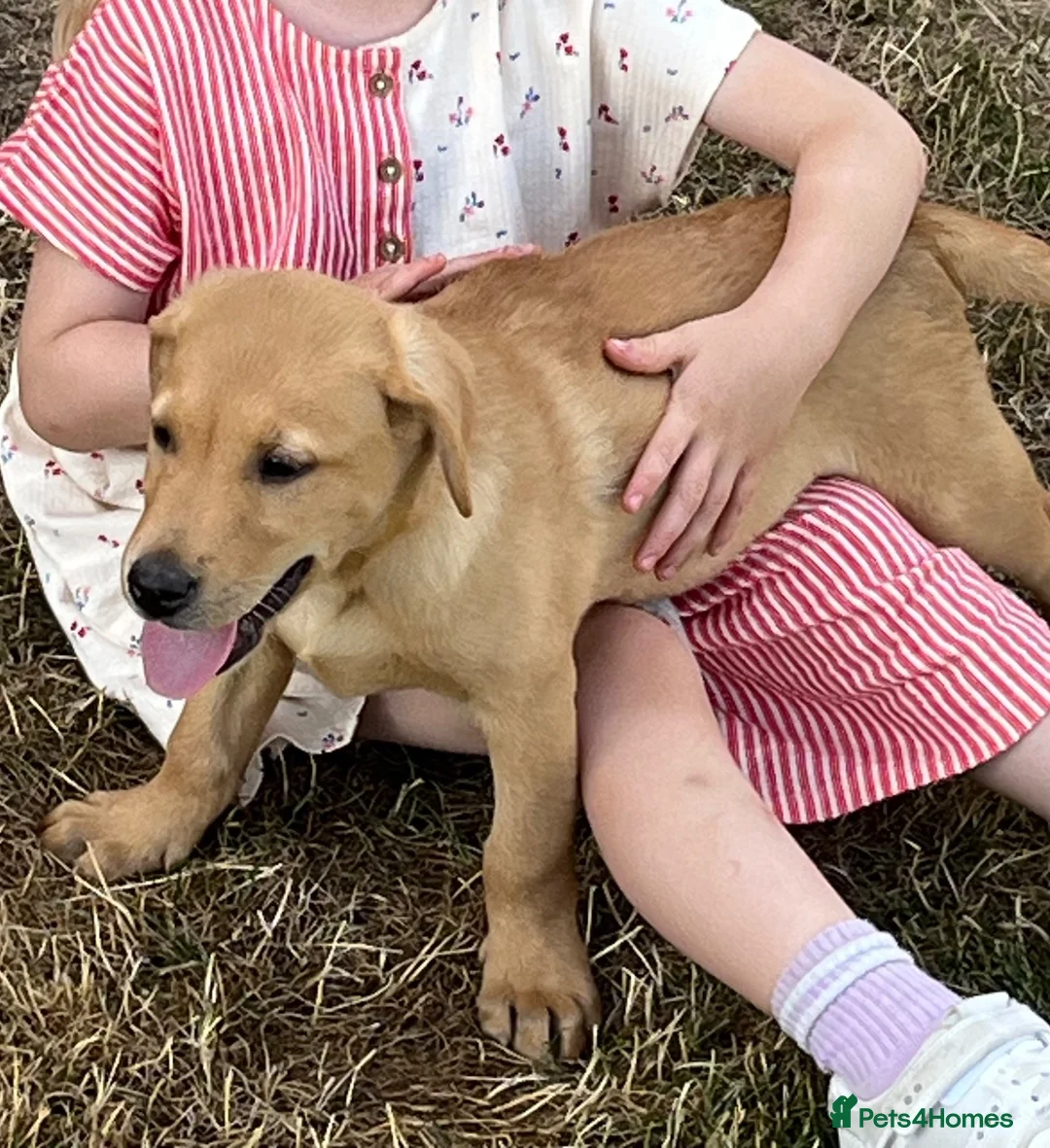 Labrador Retriever dogs for sale: Working Labrador  - Advert 1