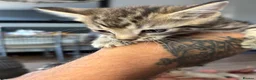 Mixed Breed cats for sale: Kittens  - Advert 6