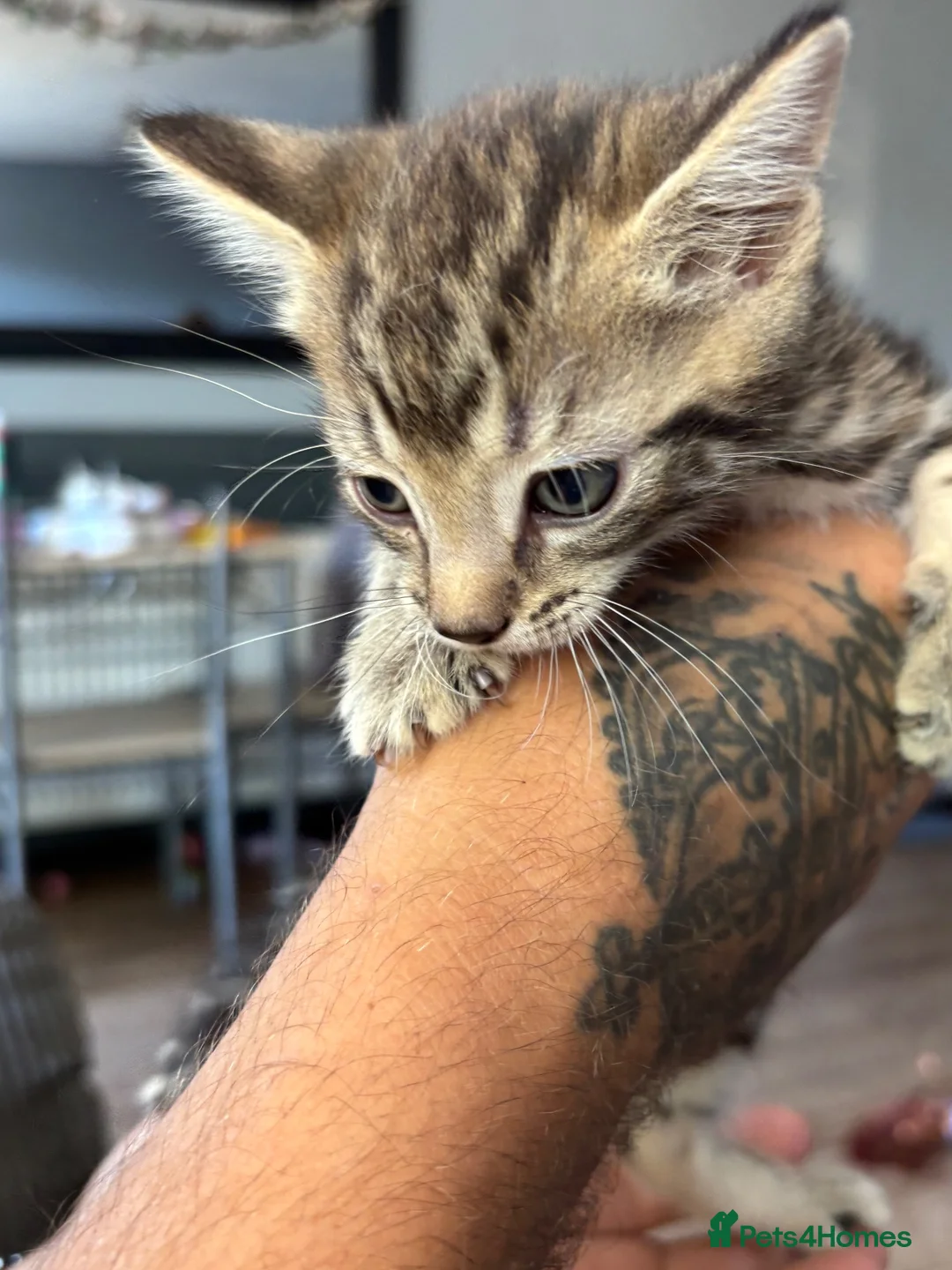 Mixed Breed cats for sale: Kittens  - Advert 6